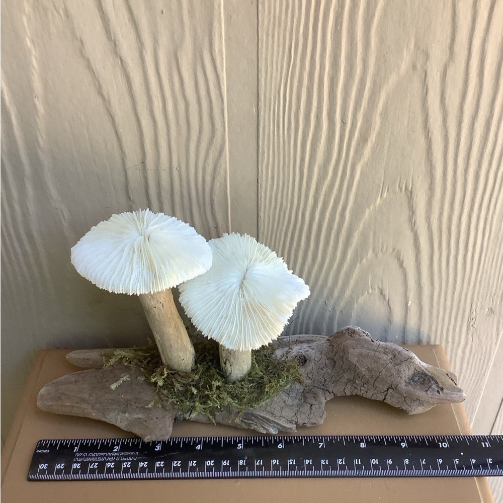 Driftwood Art, Driftwood and Coral Mushrooms, Mushroom Art, Coastal Art - Picture 7 of 12